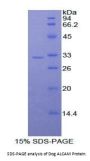 Dog Activated Leukocyte Cell Adhesion Molecule / CD166 (ALCAM) Protein