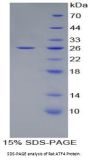 Rat Activating Transcription Factor 4 (ATF4) Protein