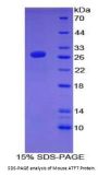 Mouse Activating Transcription Factor 7 (ATF7) Protein