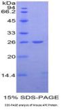 Mouse Adenomatosis Polyposis Coli Protein (APC) Protein