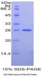 Rat Adenomatosis Polyposis Coli Protein (APC) Protein