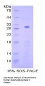 Human Adenylate Cyclase 5 (ADCY5) Protein