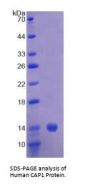 Human Adenylyl Cyclase Associated Protein 1 (CAP1) Protein