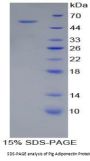 Pig Adiponectin (ADIPOQ) Protein