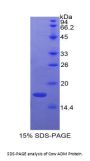 Cow Adrenomedullin (ADM) Protein
