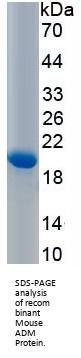 Mouse Adrenomedullin (ADM) Protein