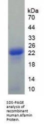 Human Afamin (AFM) Protein