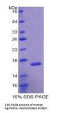 Human Agmatine Ureohydrolase (AGMAT) Protein