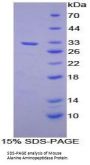Mouse Alanine Aminopeptidase (AAP) Protein