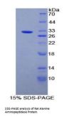 Rat Alanine Aminopeptidase (AAP) Protein