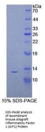 Mouse Allograft Inflammatory Factor 1 (AIF1) Protein