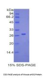 Mouse Alpha-2-Heremans Schmid Glycoprotein (AHSG) Protein