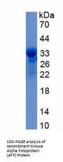 Mouse Alpha Fetoprotein (AFP) Protein
