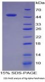 Pig Alpha Fetoprotein (AFP) Protein