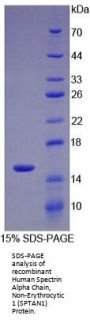 Human Spectrin Alpha Chain, Non-Erythrocytic 1 (SPTAN1) Protein