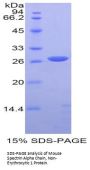 Mouse Spectrin Alpha Chain, Non-Erythrocytic 1 (SPTAN1) Protein
