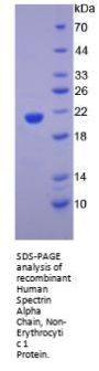 Human Spectrin Alpha Chain, Non-Erythrocytic 1 (SPTAN1) Protein