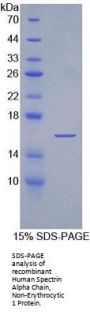Human Spectrin Alpha Chain, Non-Erythrocytic 1 (SPTAN1) Protein