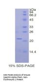 Mouse Spectrin Alpha Chain, Non-Erythrocytic 1 (SPTAN1) Protein