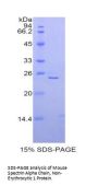 Mouse Spectrin Alpha Chain, Non-Erythrocytic 1 (SPTAN1) Protein