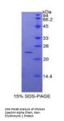 Chicken Spectrin Alpha Chain, Non-Erythrocytic 1 (SPTAN1) Protein