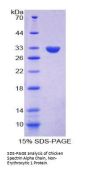 Chicken Spectrin Alpha Chain, Non-Erythrocytic 1 (SPTAN1) Protein