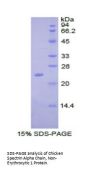 Chicken Spectrin Alpha Chain, Non-Erythrocytic 1 (SPTAN1) Protein