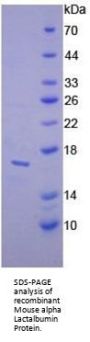 Mouse Alpha Lactalbumin (LALBA) Protein