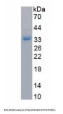 Rat Amylase Alpha 2, Pancreatic (AMY2) Protein