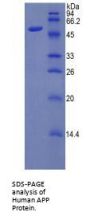 Human Amyloid-beta Precursor Protein (APP) Protein