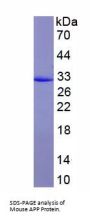 Mouse Amyloid-beta Precursor Protein (APP) Protein
