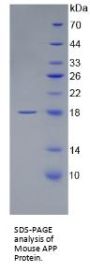 Mouse Amyloid-beta Precursor Protein (APP) Protein