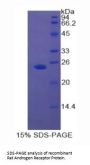 Rat Androgen Receptor (AR) Protein