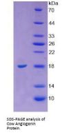 Cow Angiogenin (ANG) Protein