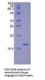 Mouse Angiogenin (ANG) Protein