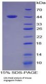 Mouse Angiogenin (ANG) Protein