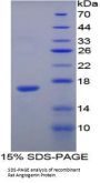 Rat Angiogenin (ANG) Protein
