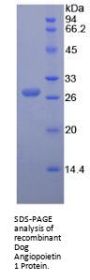 Dog Angiopoietin 1 (ANGPT1) Protein