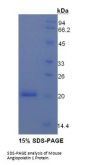 Mouse Angiopoietin 1 (ANGPT1) Protein