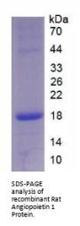Rat Angiopoietin 1 (ANGPT1) Protein