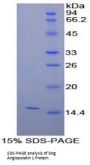 Dog Angiopoietin 1 (ANGPT1) Protein