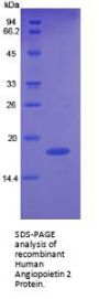 Human Angiopoietin 2 (ANGPT2) Protein