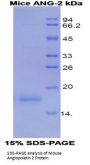 Mouse Angiopoietin 2 (ANGPT2) Protein