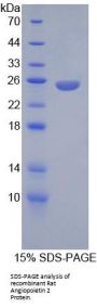 Rat Angiopoietin 2 (ANGPT2) Protein