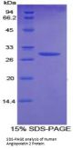 Human Angiopoietin 2 (ANGPT2) Protein