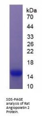 Rat Angiopoietin 2 (ANGPT2) Protein
