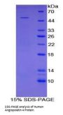 Human Angiopoietin 4 (ANGPT4) Protein