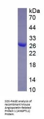 Mouse Angiopoietin-Related Protein 1 (ANGPTL1) Protein