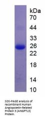 Human Angiopoietin-Related Protein 3 (ANGPTL3) Protein