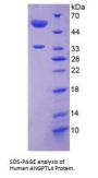 Human Angiopoietin-Related Protein 4 (ANGPTL4) Protein